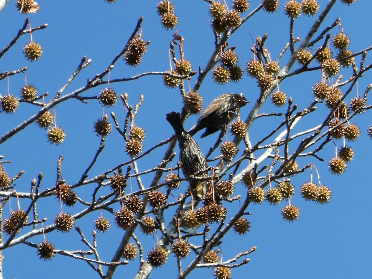 Red-winged Blackbird - ML645792364
