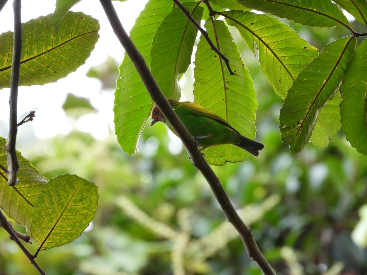 Tangara Cabecibaya - ML645792367