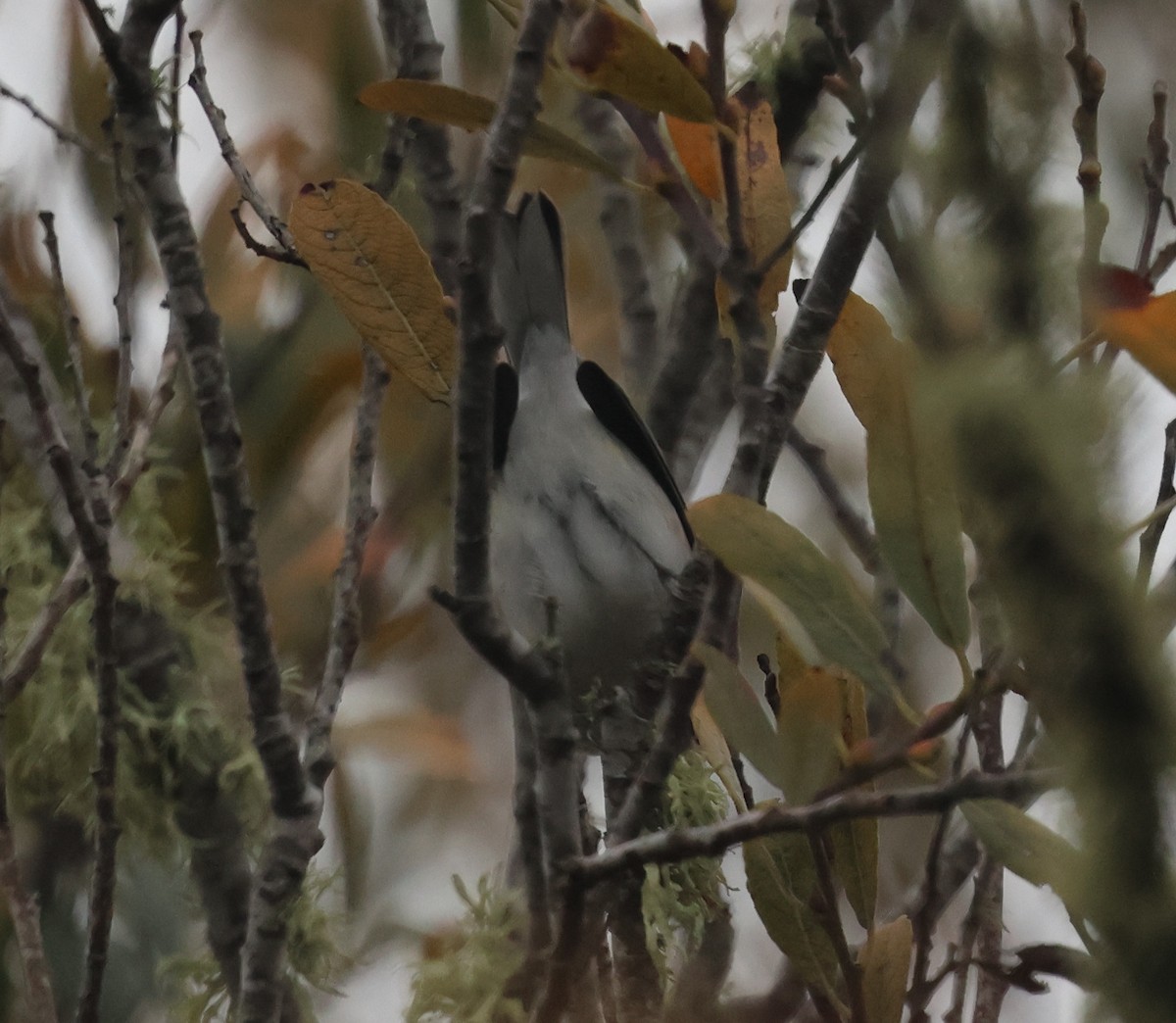 Chestnut-sided Warbler - ML645792369