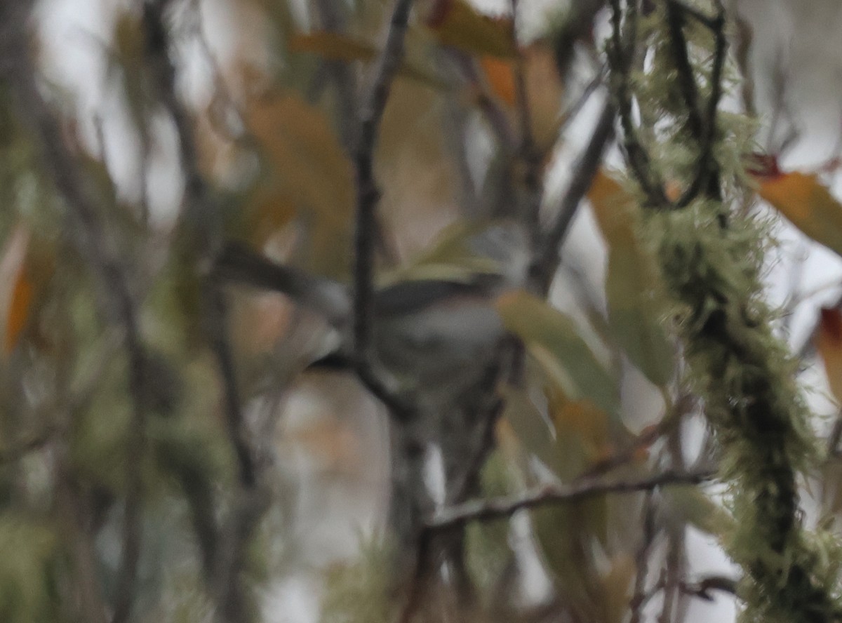 Chestnut-sided Warbler - ML645792371