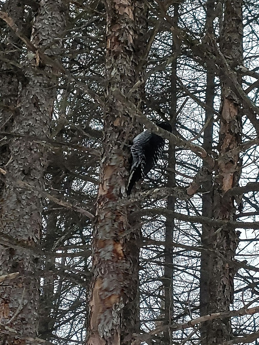 American Three-toed Woodpecker - ML645792373
