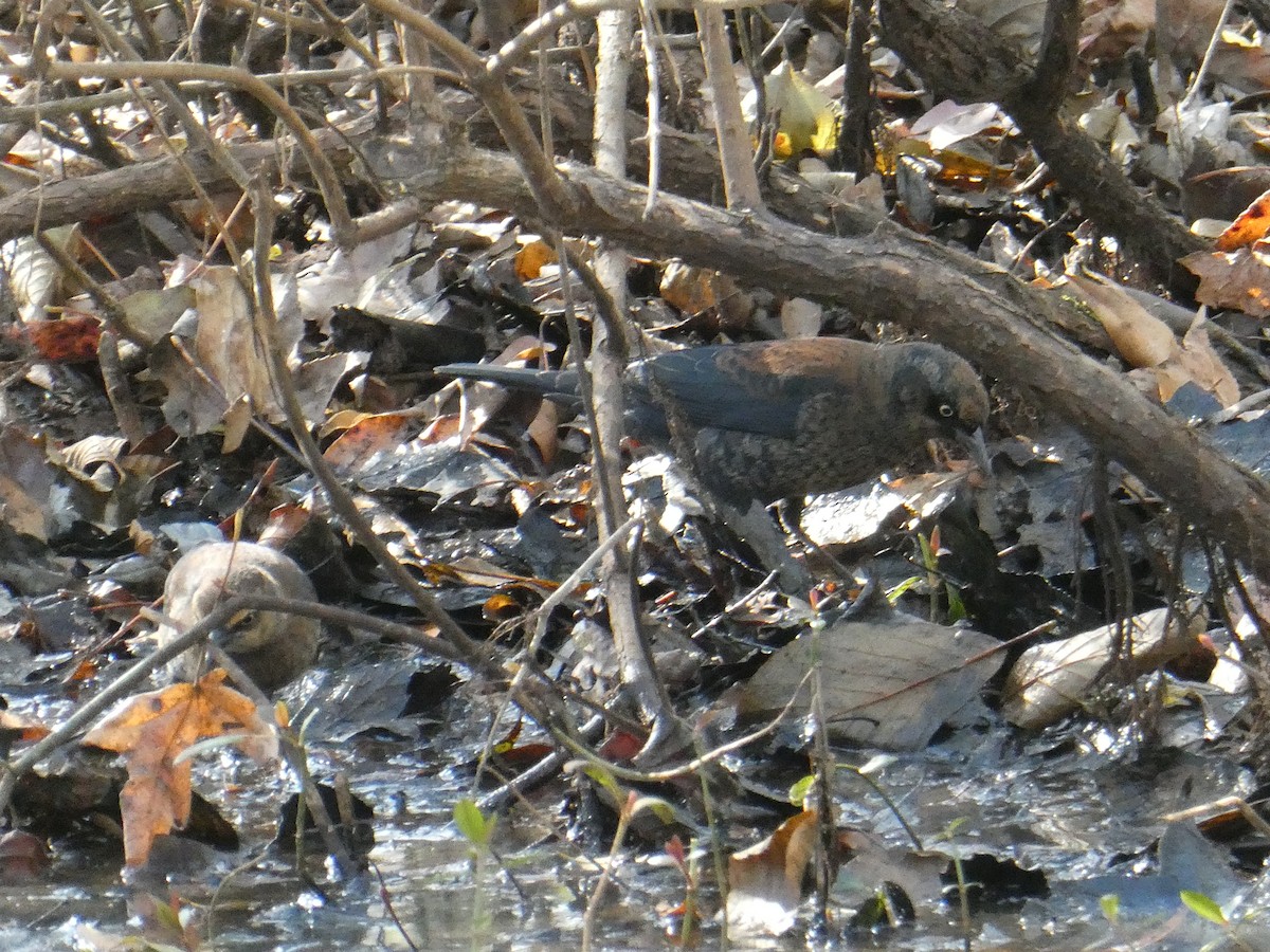 Rusty Blackbird - ML645792376
