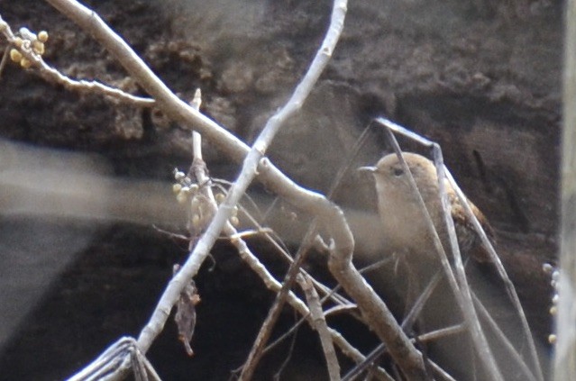 Winter Wren - ML645792377