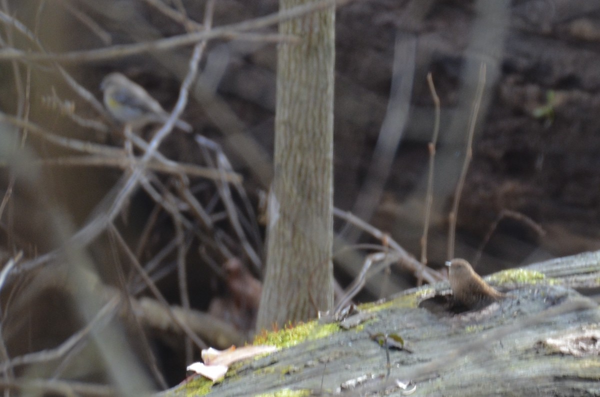 Winter Wren - ML645792378