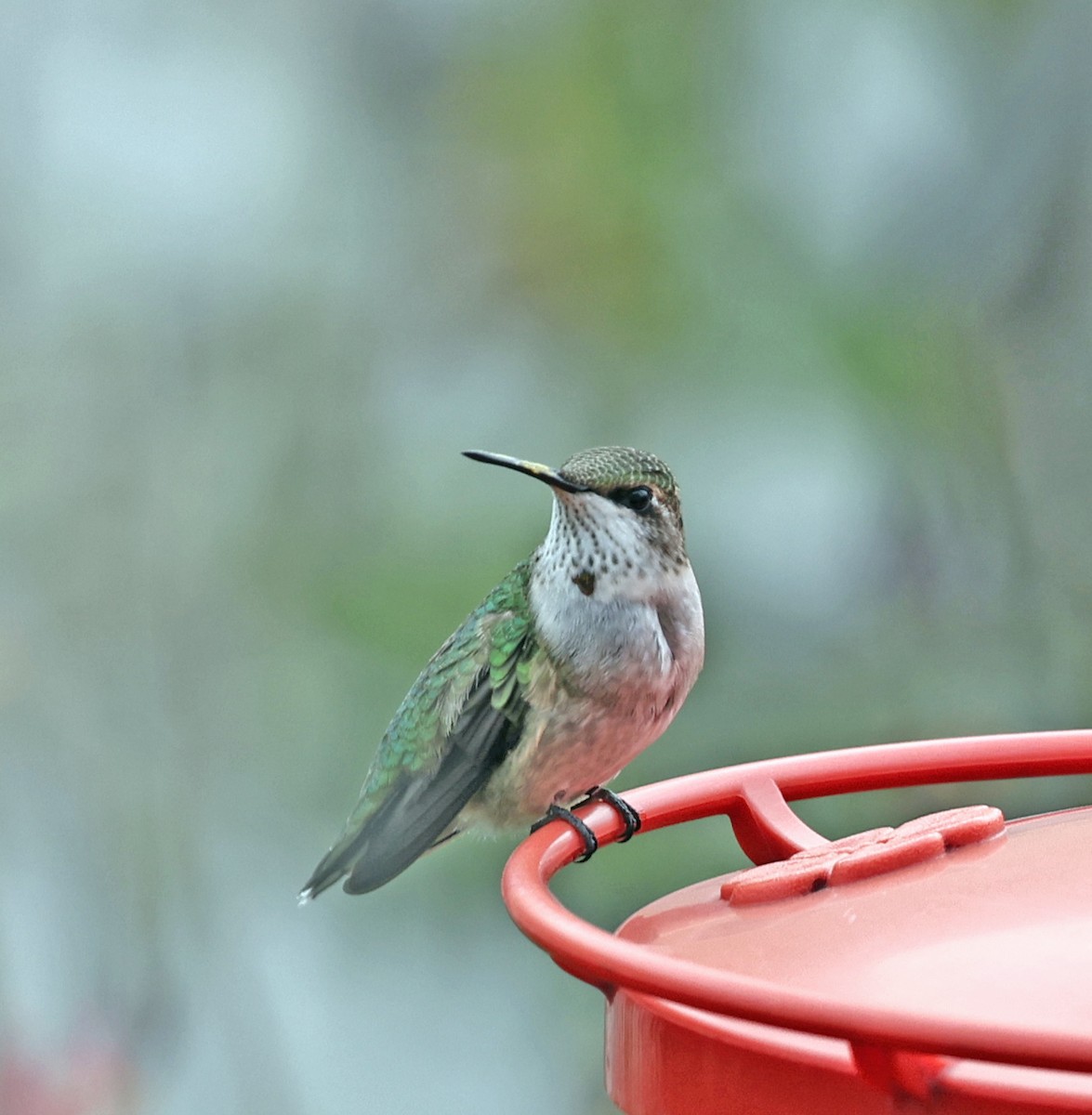 Ruby-throated Hummingbird - ML645792385