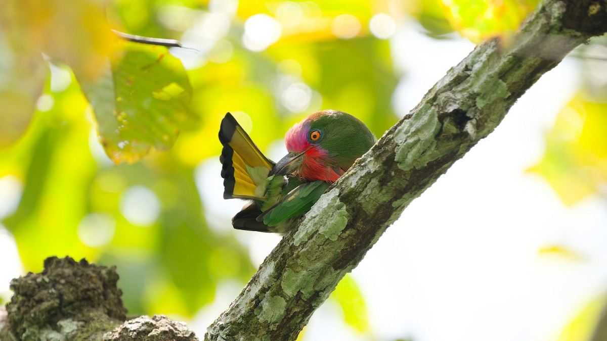 Red-bearded Bee-eater - ML645792386