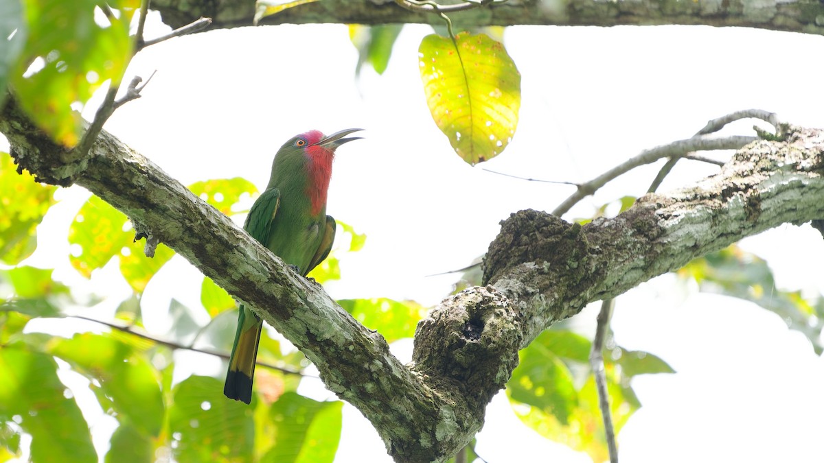 Red-bearded Bee-eater - ML645792387