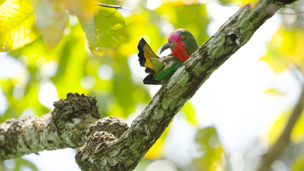 Red-bearded Bee-eater - ML645792388