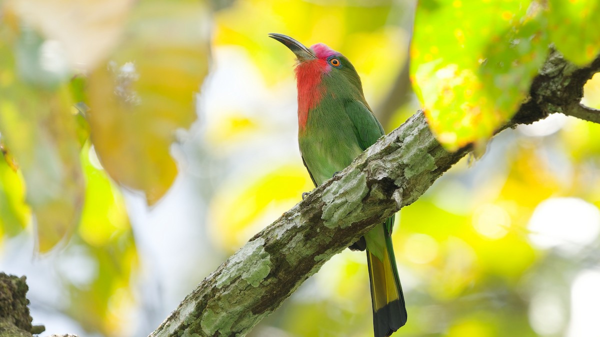 Red-bearded Bee-eater - ML645792389