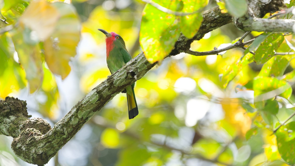 Red-bearded Bee-eater - ML645792390