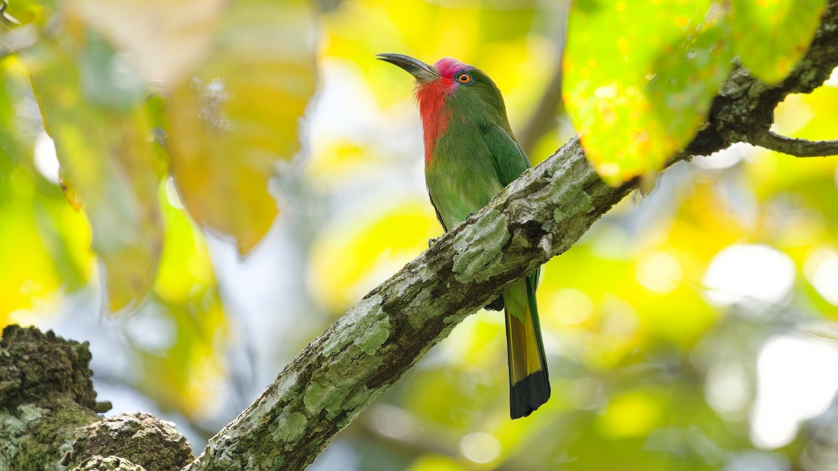Red-bearded Bee-eater - ML645792391