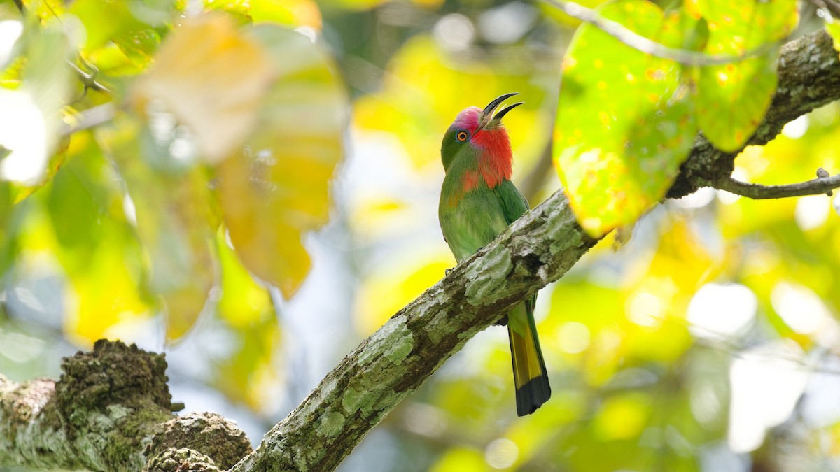Red-bearded Bee-eater - ML645792392
