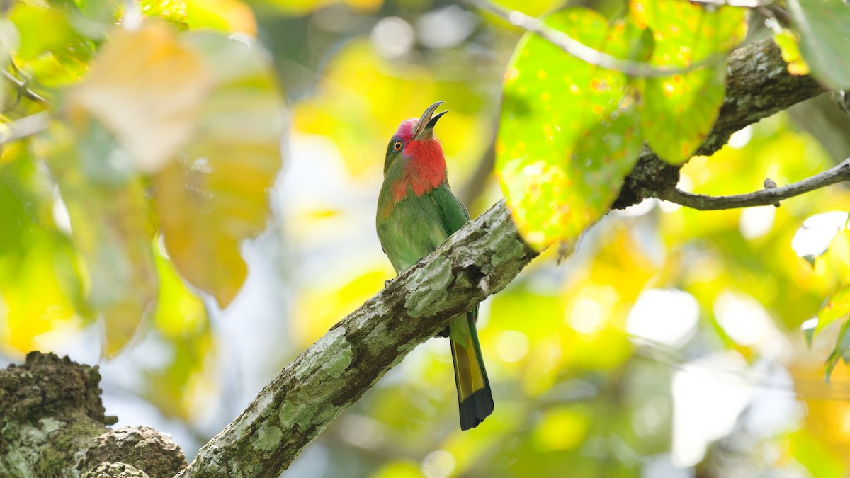 Red-bearded Bee-eater - ML645792393