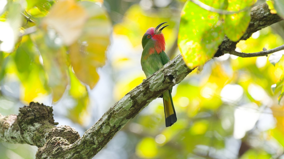 Red-bearded Bee-eater - ML645792394