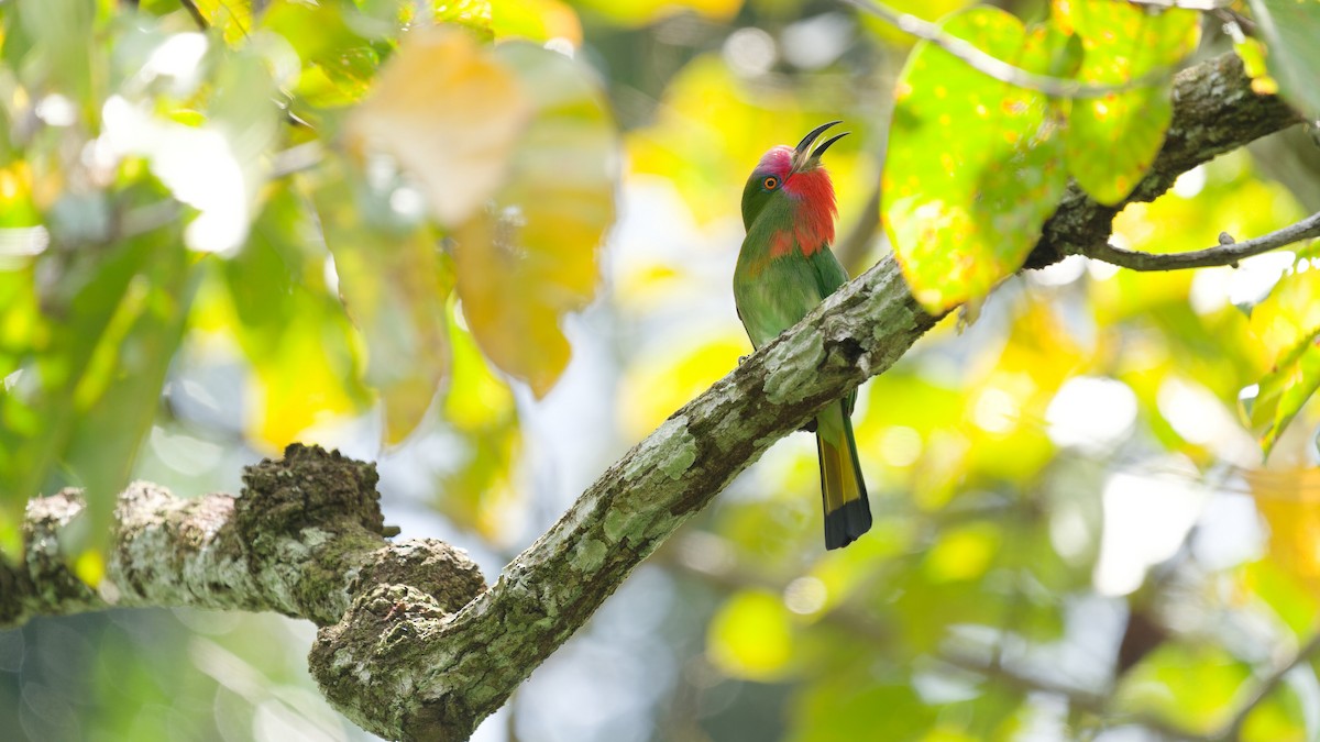 Red-bearded Bee-eater - ML645792395