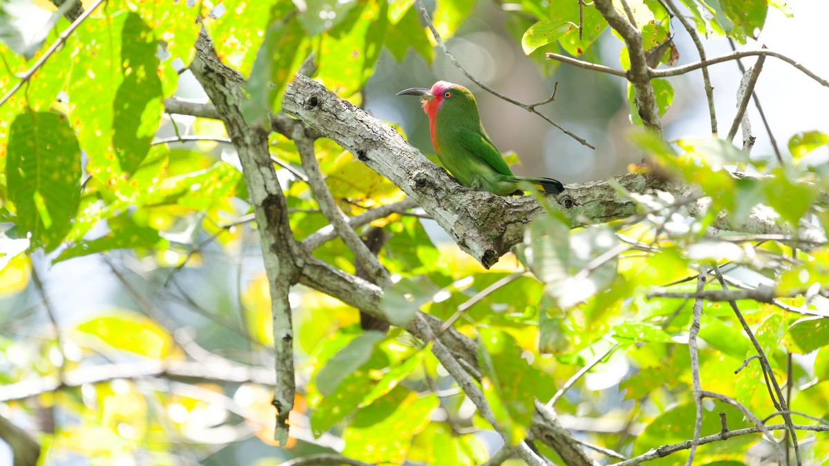 Red-bearded Bee-eater - ML645792396