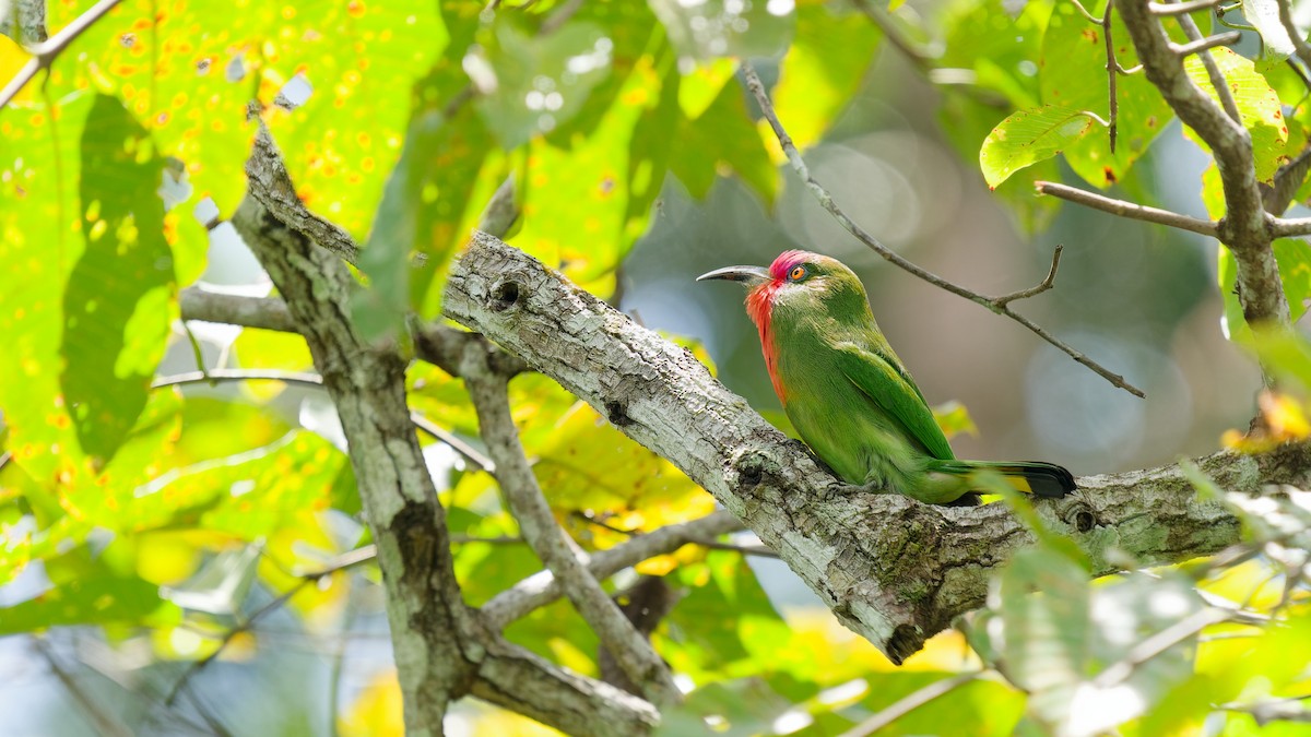 Red-bearded Bee-eater - ML645792397