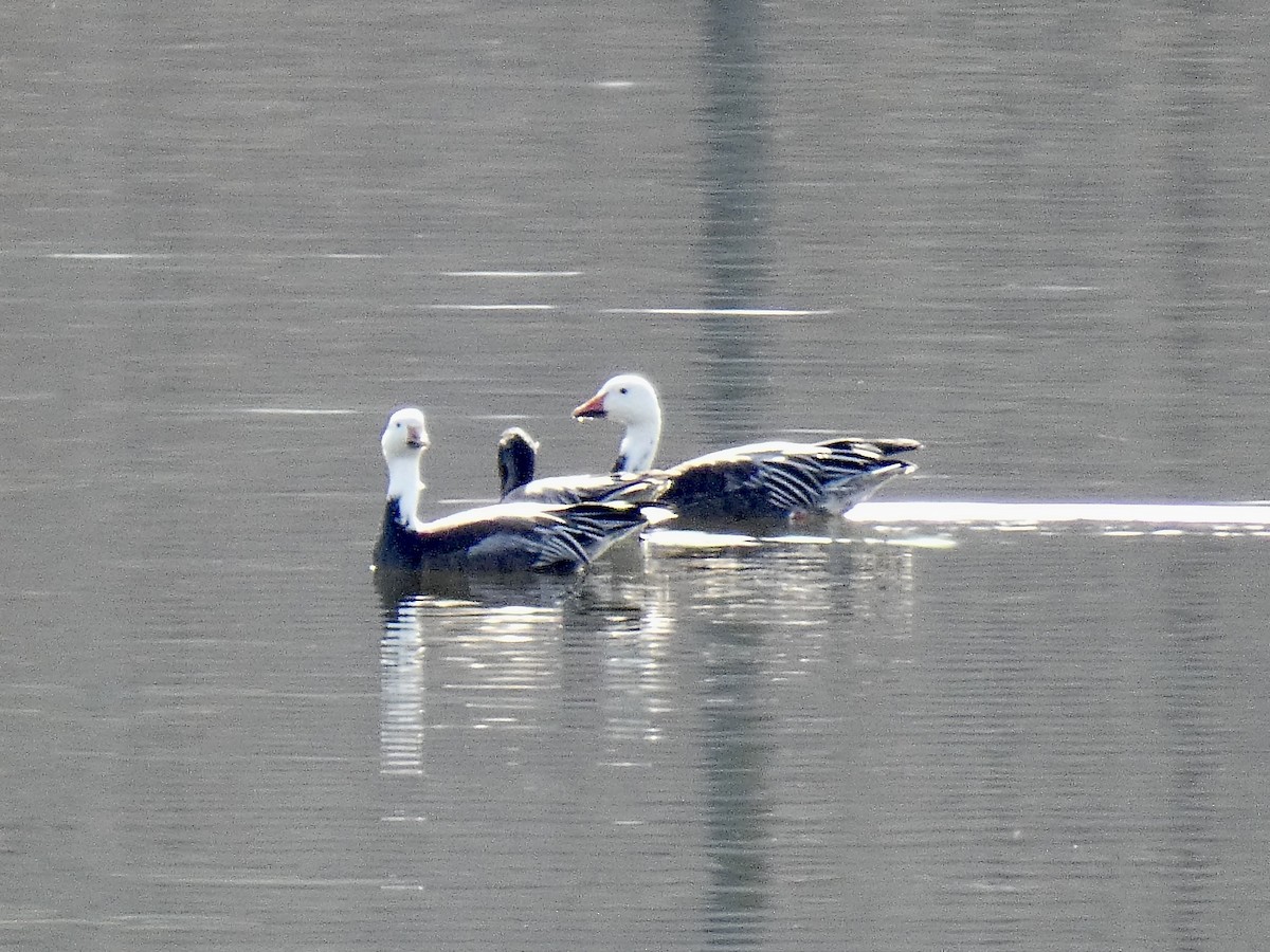 Snow Goose - ML645792403