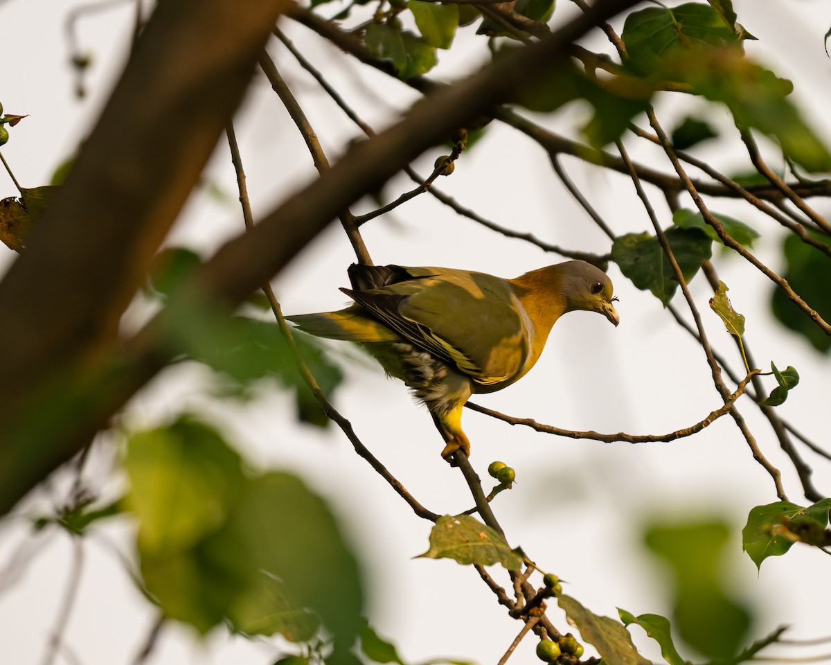 Yellow-footed Green-Pigeon - ML645792405