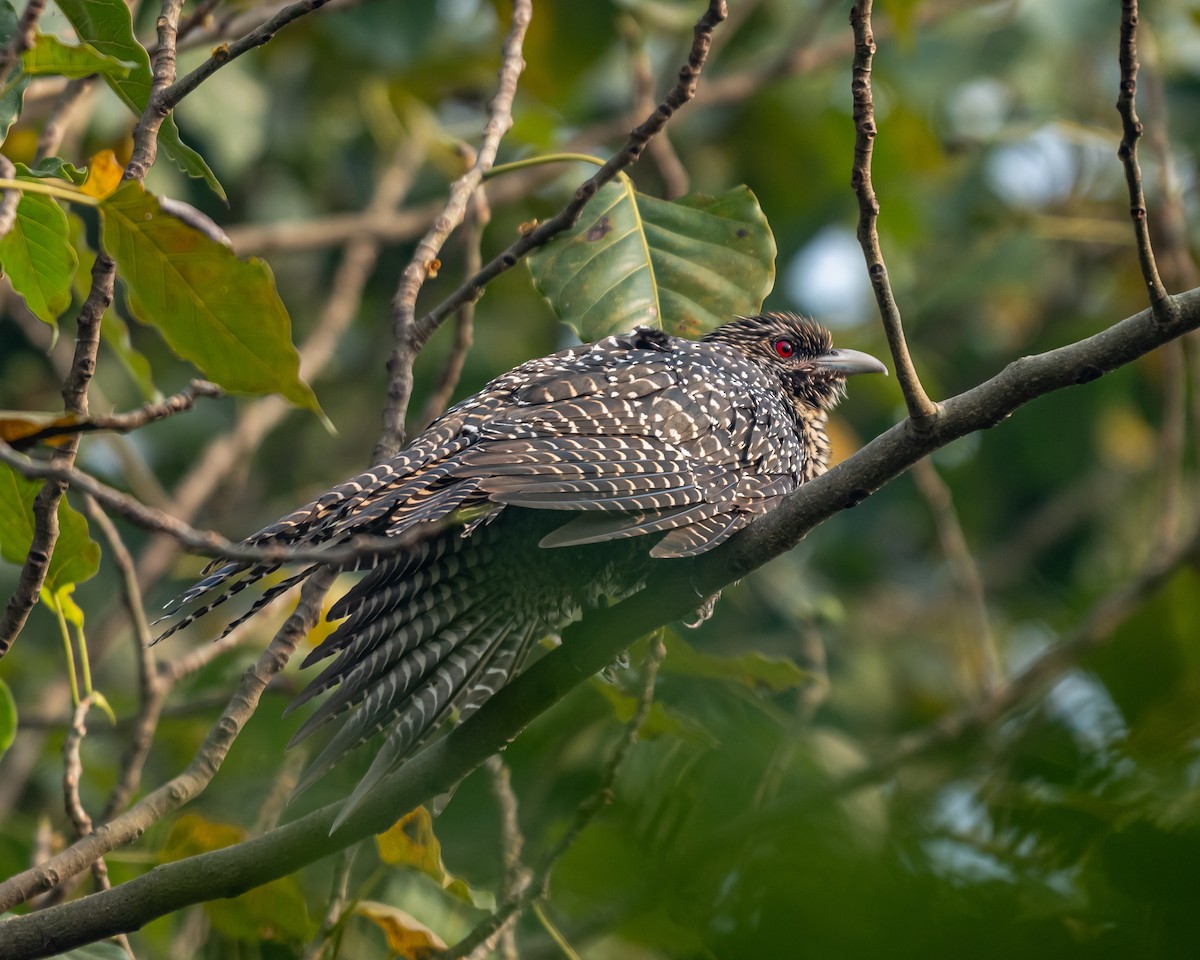 Asian Koel - ML645792406