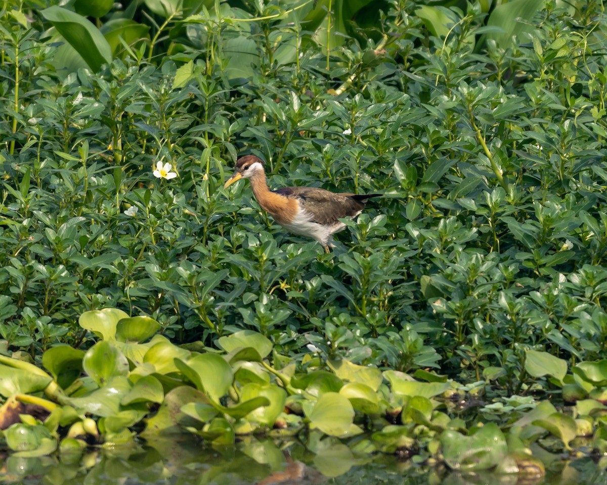 Бронзовокрылая якана - ML645792409