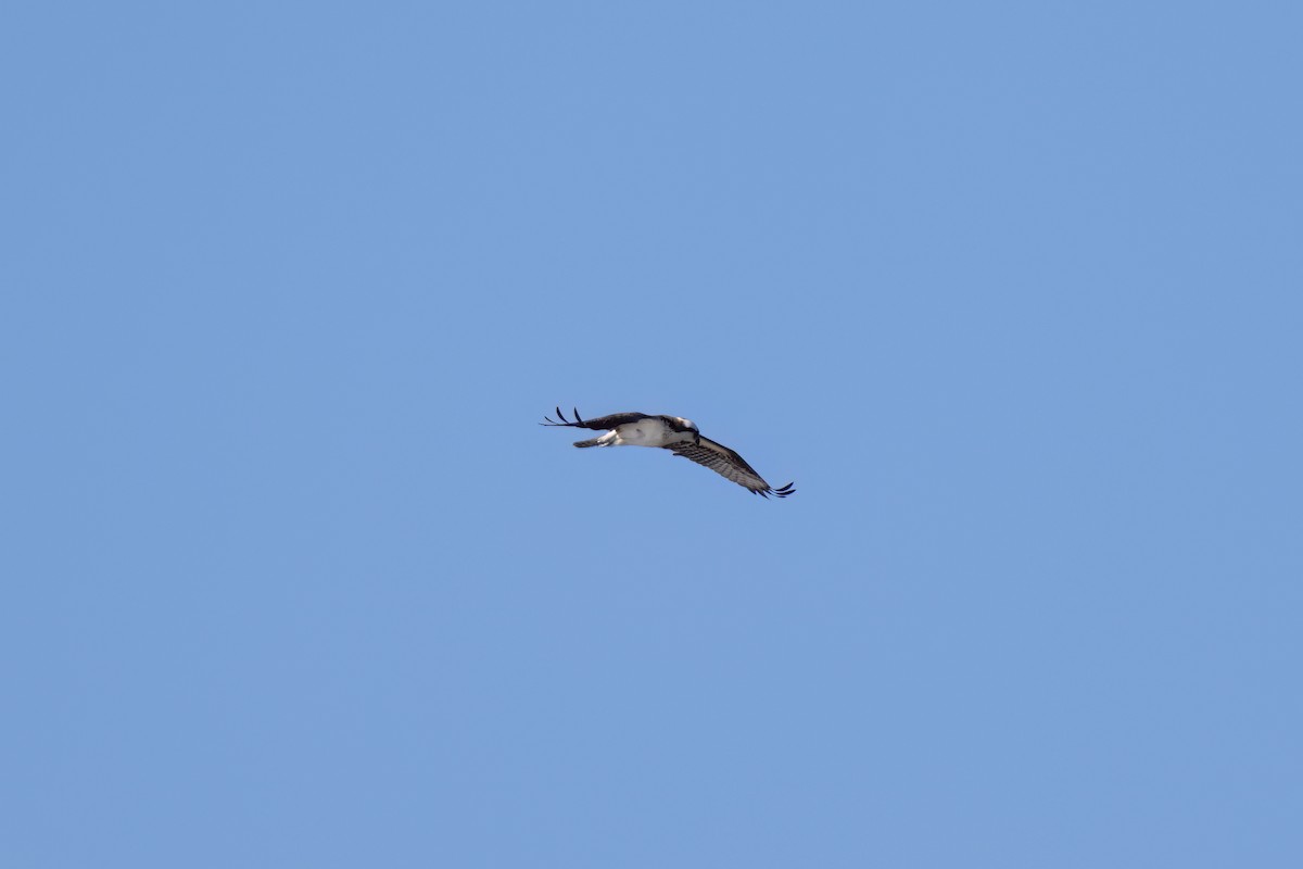 Osprey - ML645792411