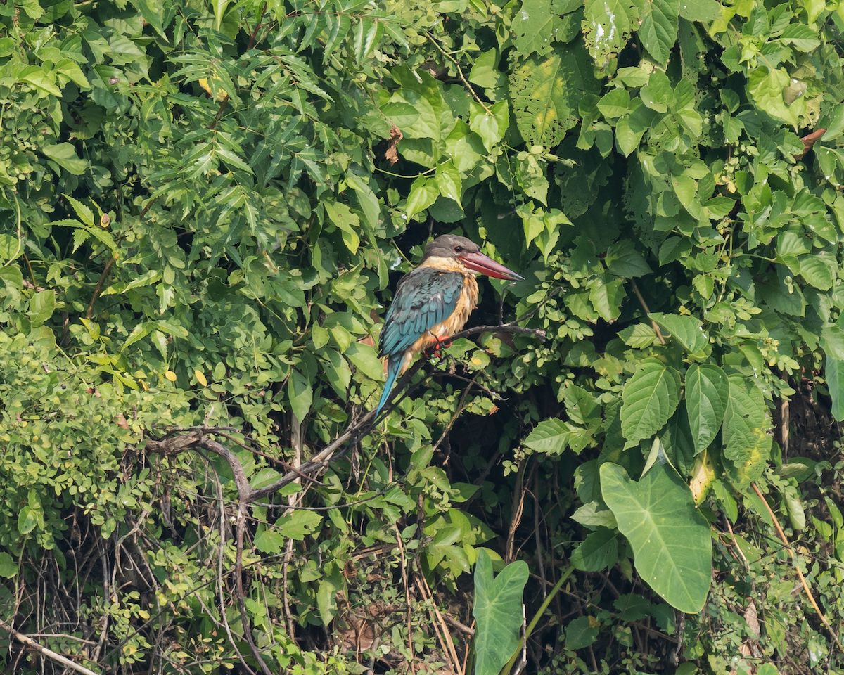 Stork-billed Kingfisher - ML645792416