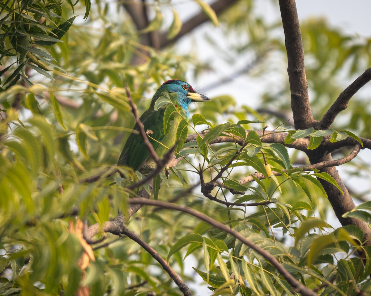 Blue-throated Barbet - ML645792421
