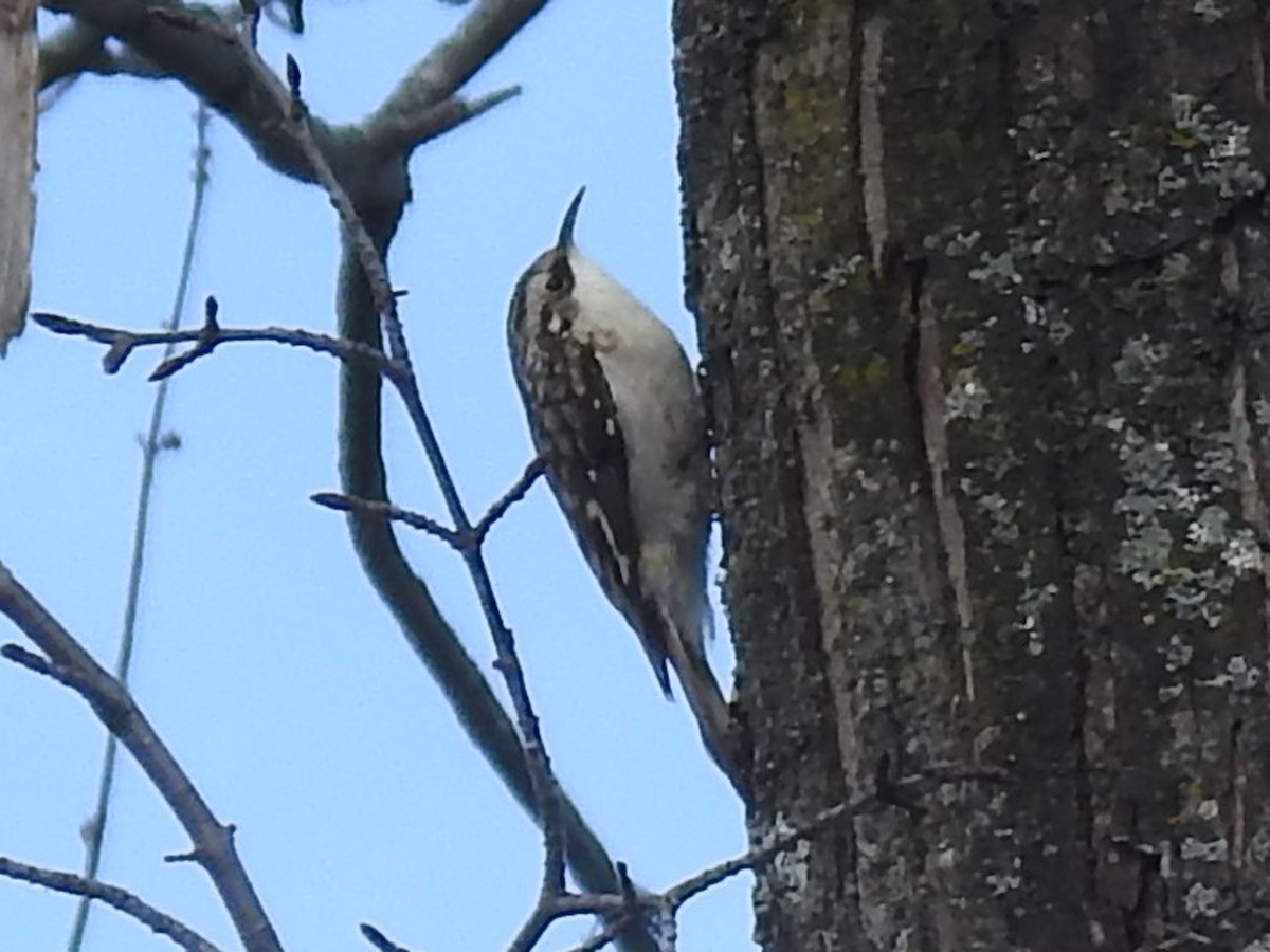 Brown Creeper - ML645792443