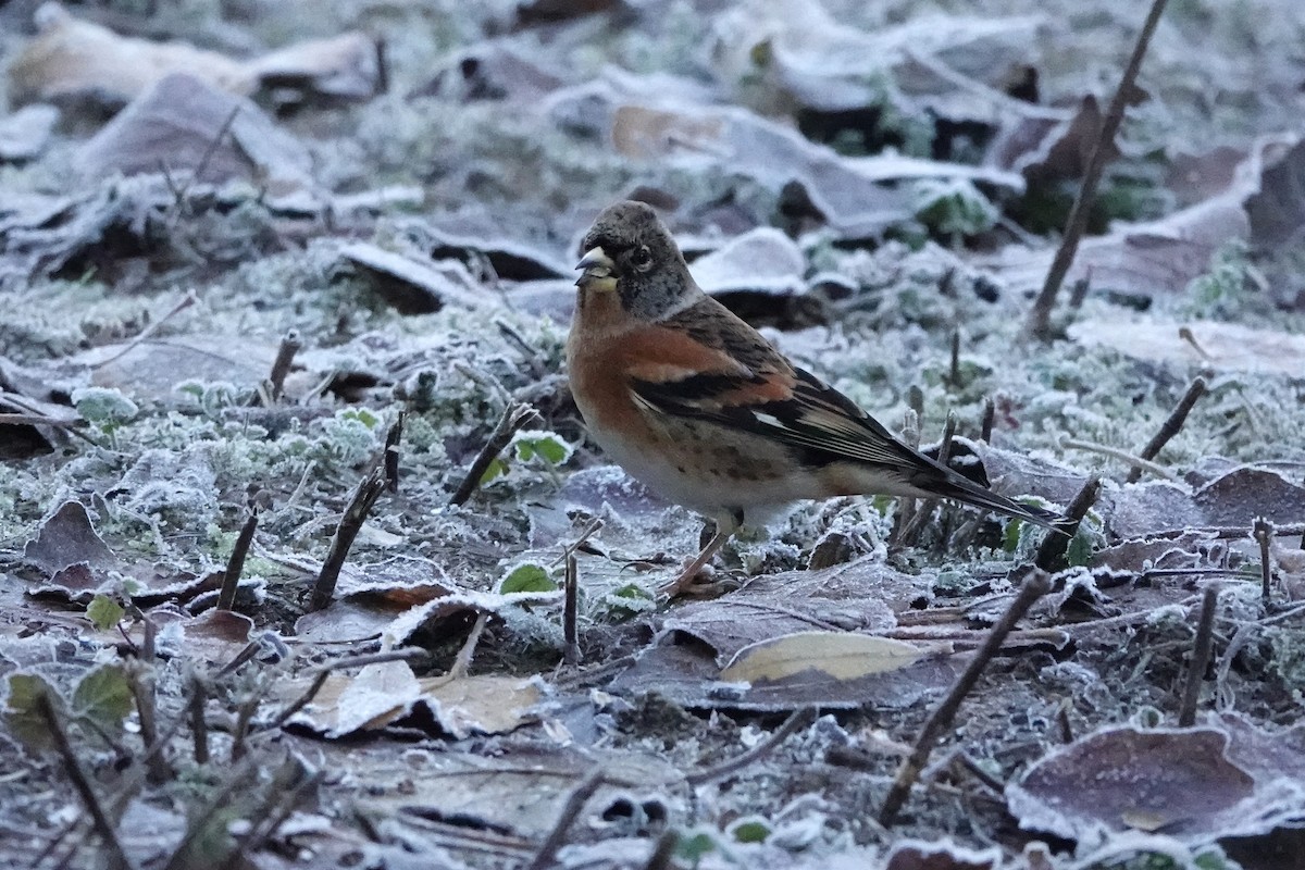 Brambling - ML645792449