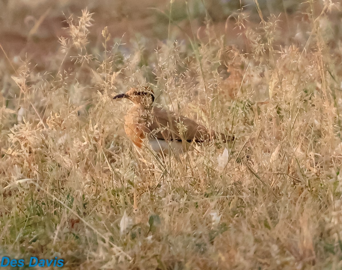 Temminck's Courser - ML645792459