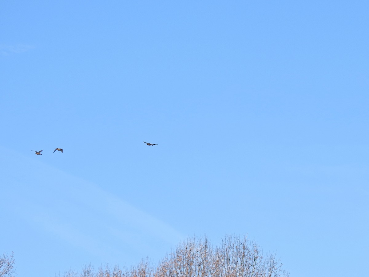 綠頭鴨 - ML645792462