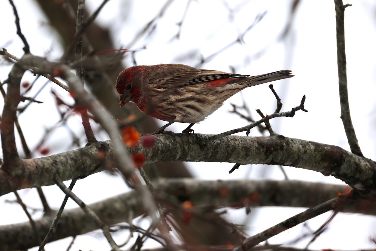 House Finch - ML645792467