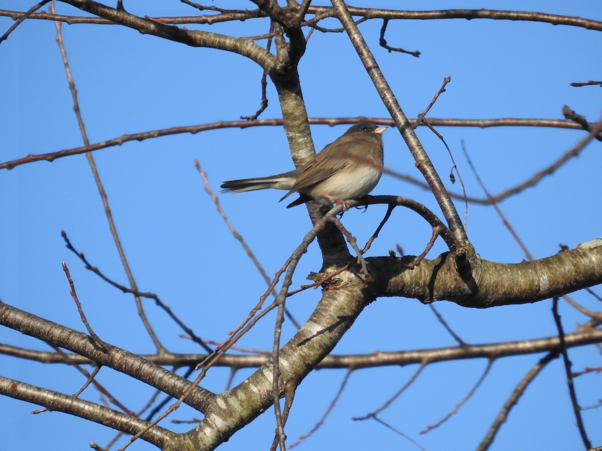 Dark-eyed Junco (Slate-colored) - ML645792473