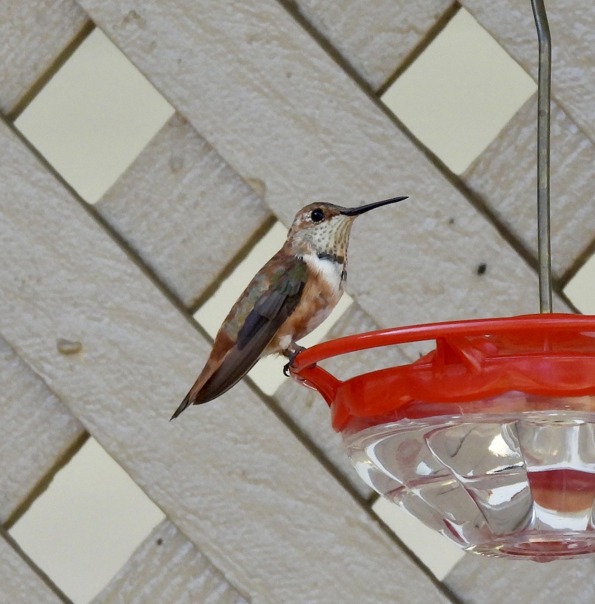 Rufous/Allen's Hummingbird - ML645792478