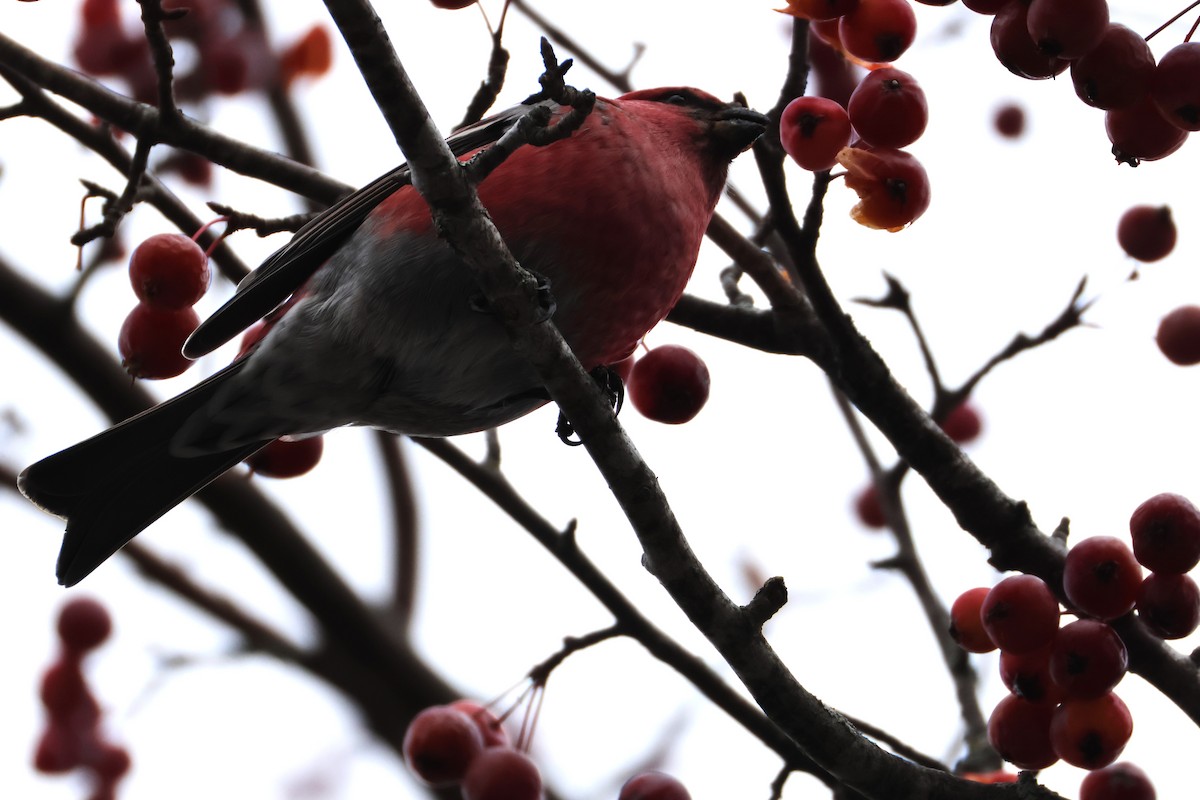 Pine Grosbeak - ML645792479