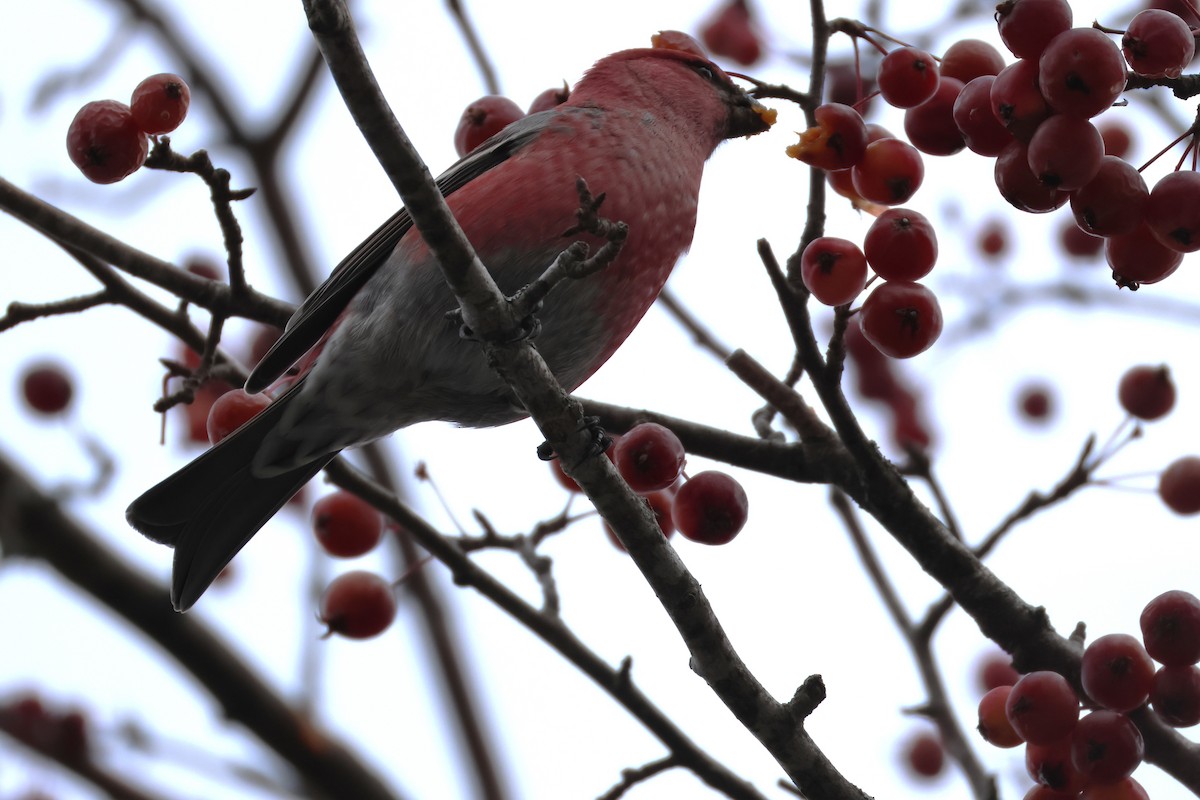 Pine Grosbeak - ML645792480