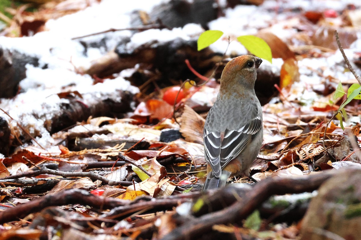 Pine Grosbeak - ML645792482