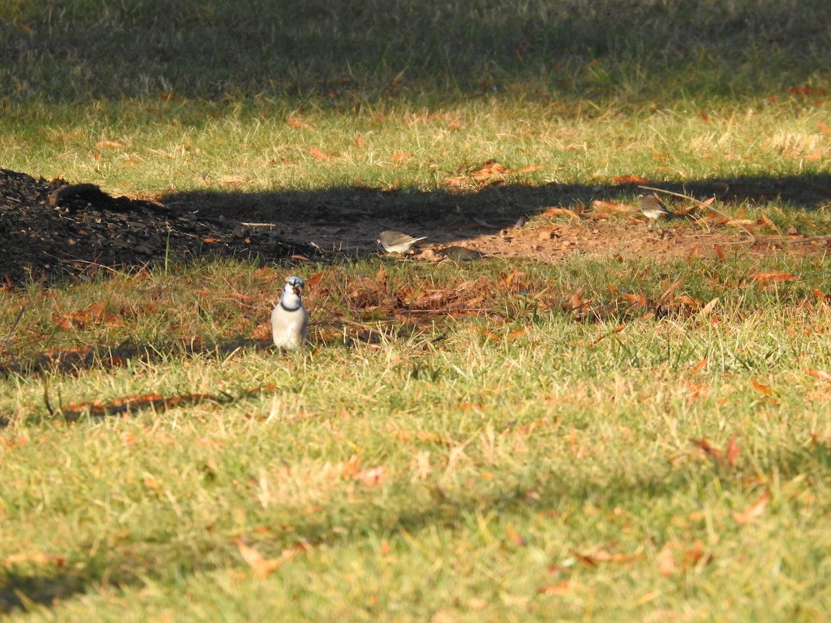 Blue Jay - ML645792484