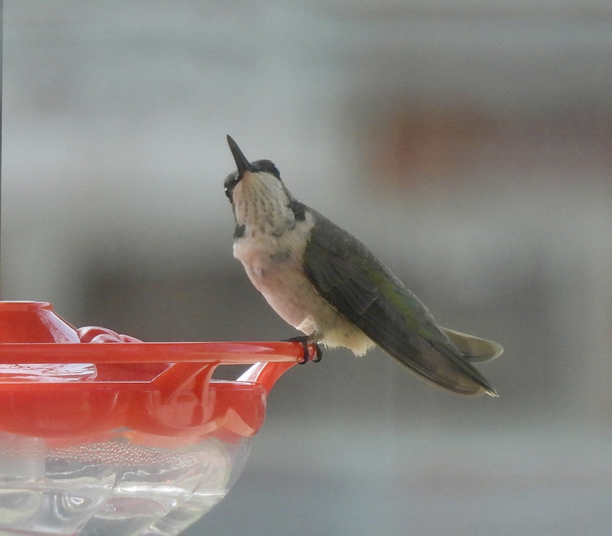 Black-chinned Hummingbird - ML645792495