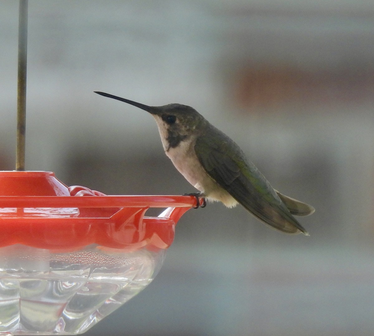 Black-chinned Hummingbird - ML645792496