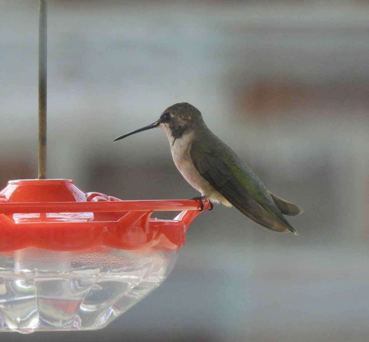 Black-chinned Hummingbird - ML645792497
