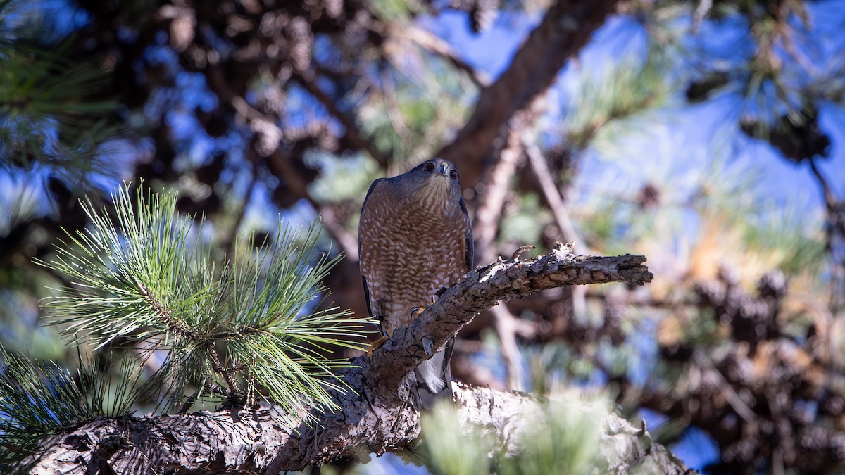 jestřáb americký - ML645792511