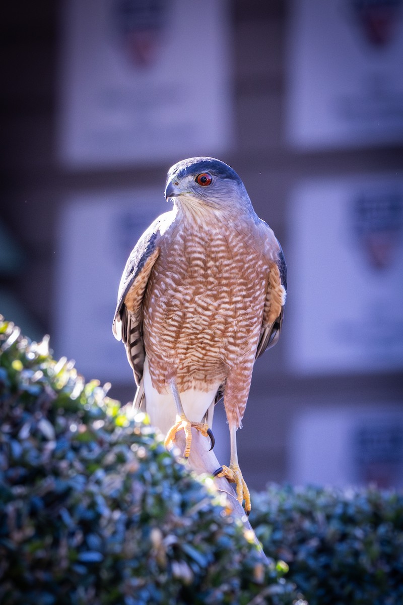 jestřáb americký - ML645792512