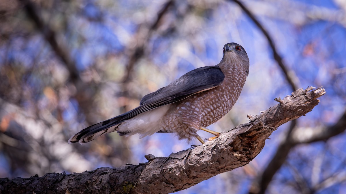 jestřáb americký - ML645792513