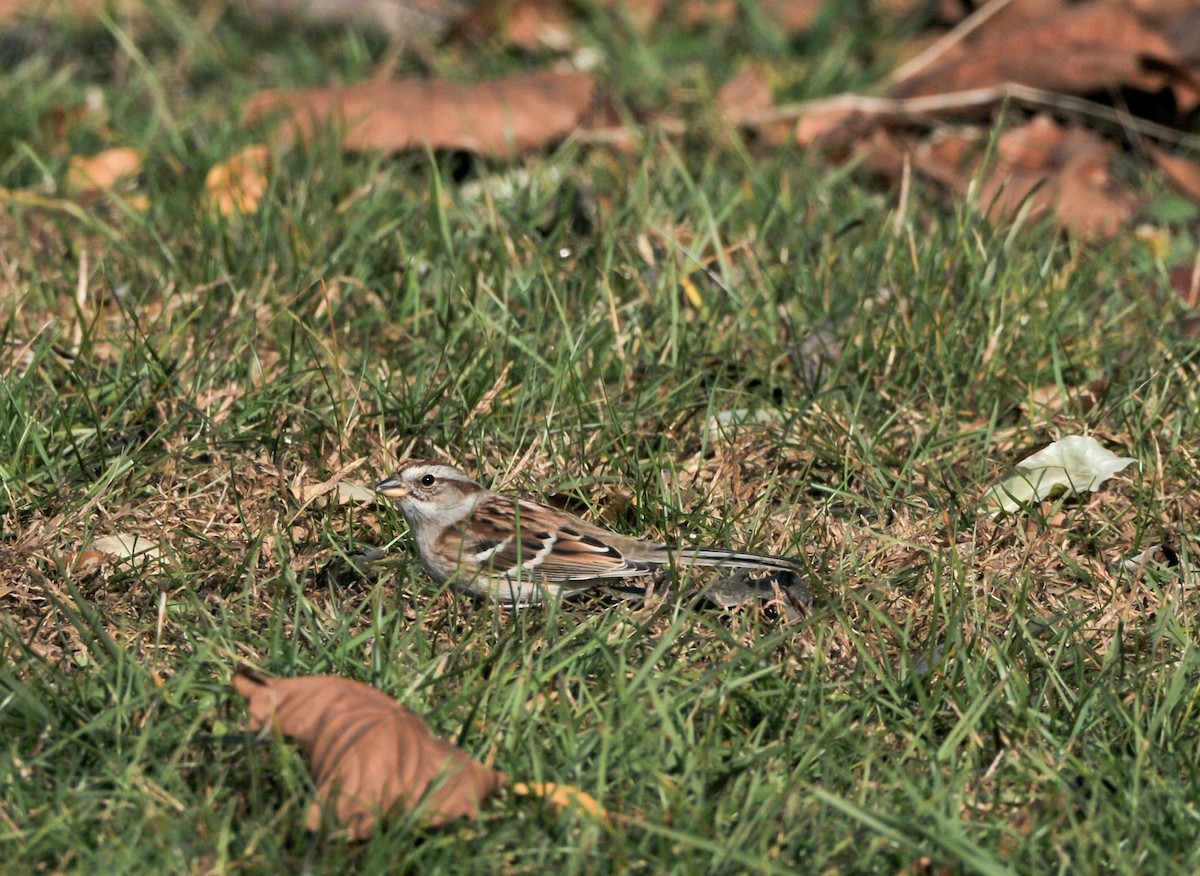 American Tree Sparrow - ML645792517