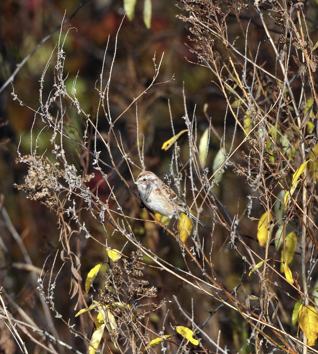 American Tree Sparrow - ML645792519