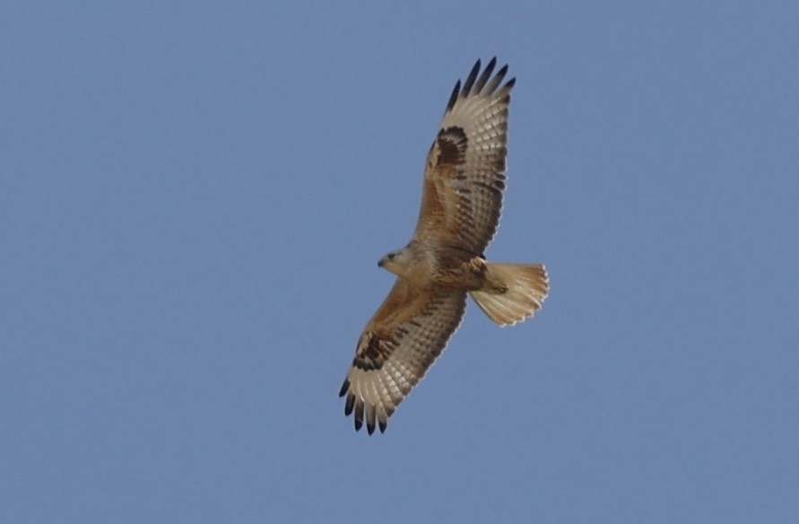 Long-legged Buzzard - ML645792520