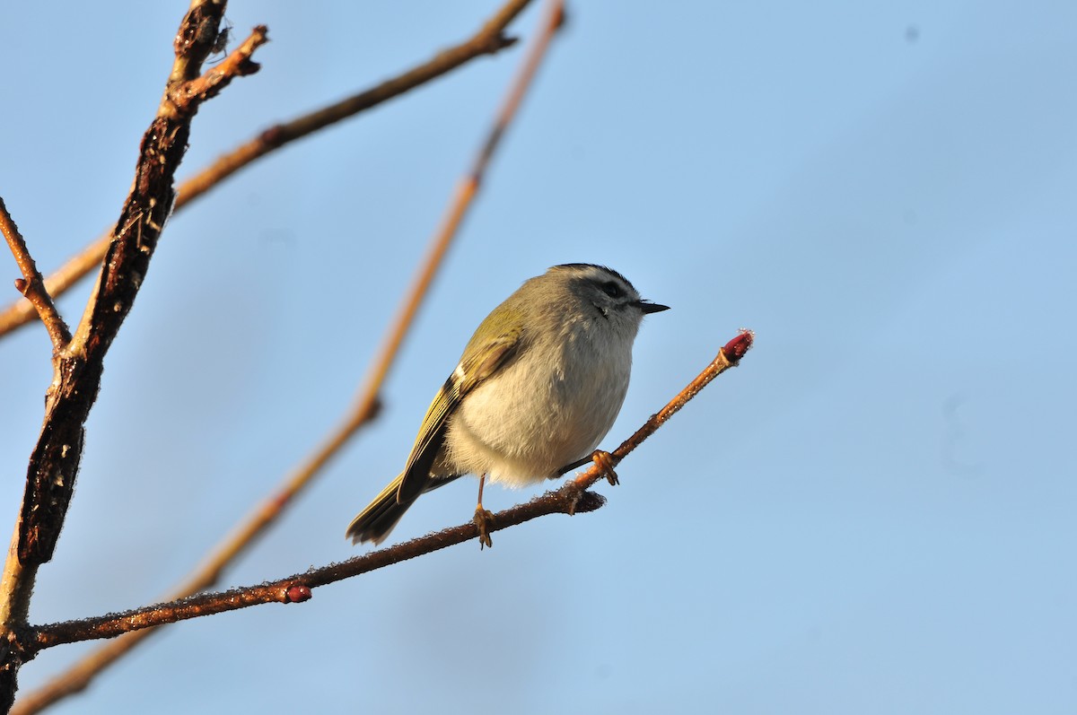 Golden-crowned Kinglet - ML645792522