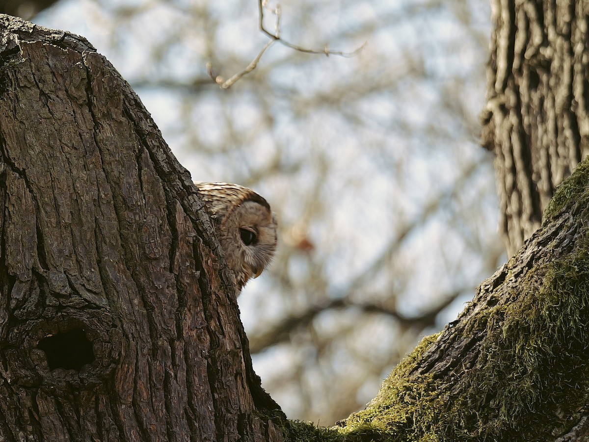 Chouette hulotte - ML645792528